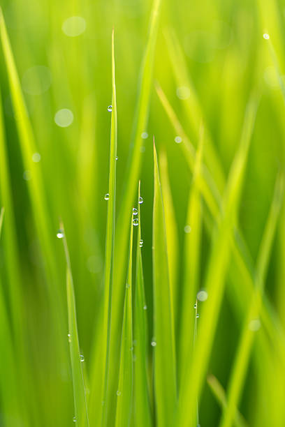 istock Rice ears wet with morning dew 2229486702