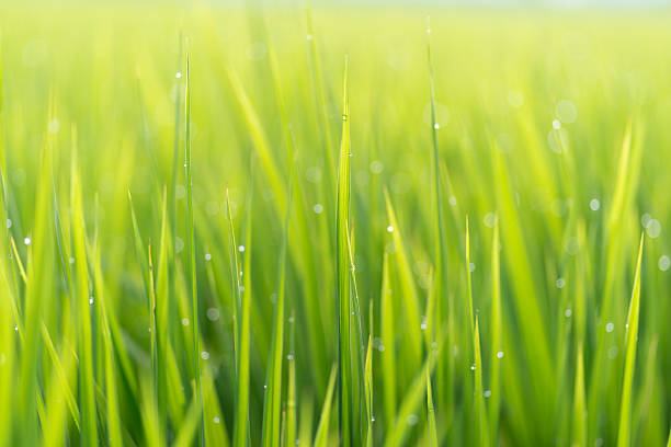 istock Rice ears wet with morning dew 2229486752
