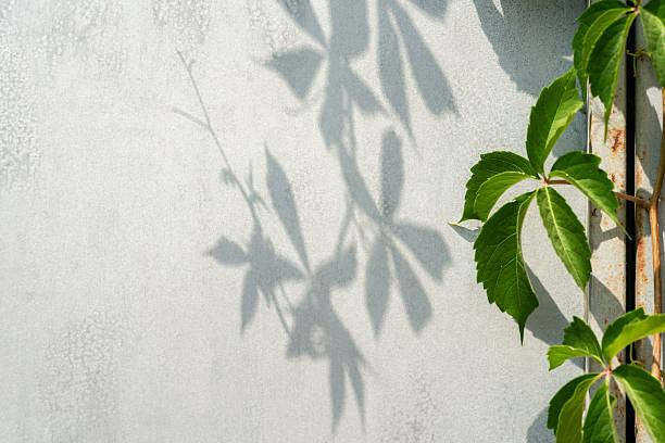 istock Abstract shadows of sun glare from plants, empty background composition for product presentation. Beautiful trendy light background color. 2229486997