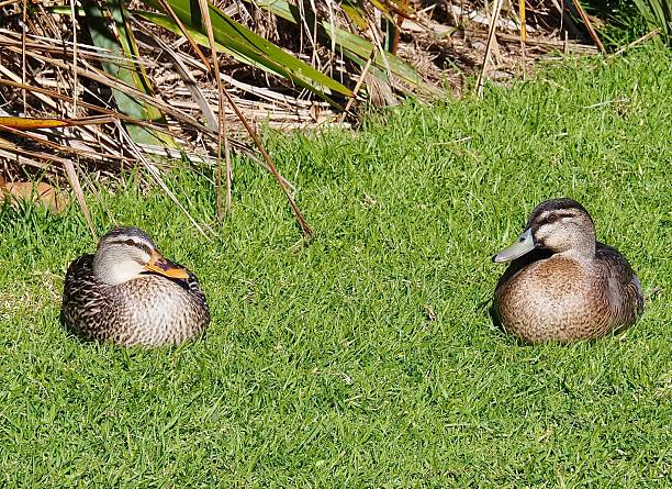 istock Two Mallard Ducks sitting side by side looking at each other on the grass at a Wildlife Reserve in Auckland 2229489535