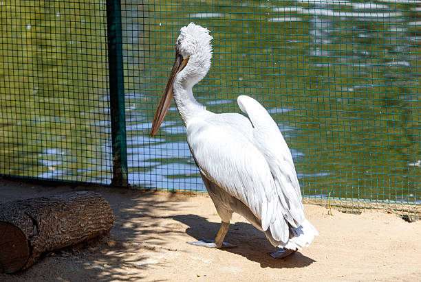 a white pelican living in a cage zoo, closeup in nature