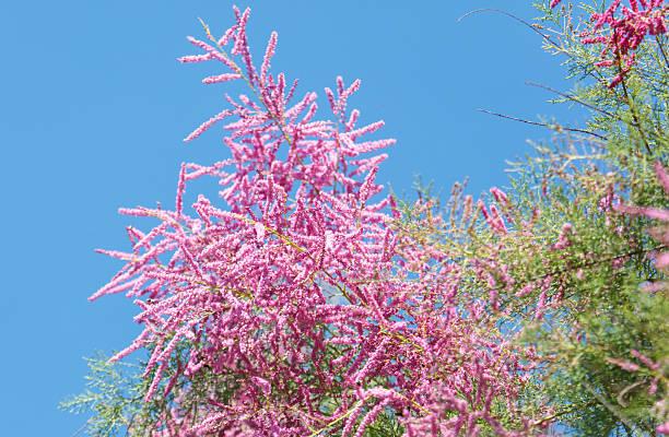 A tree with pink flowers is in the middle of a blue sky. The flowers are in full bloom and are very pretty