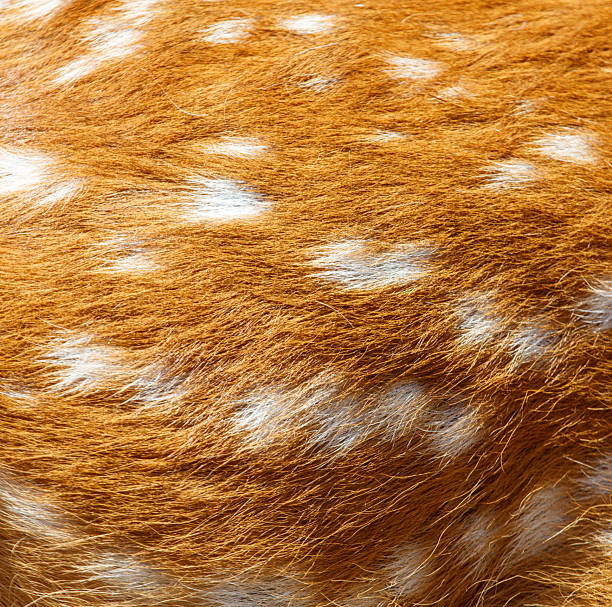 istock Brown and white animal with white spots 2229492131