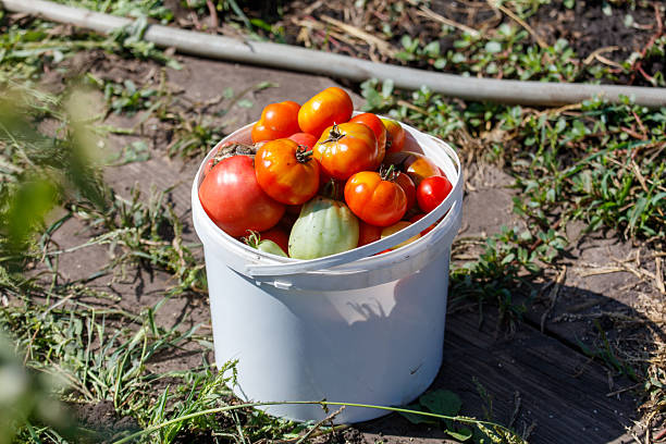 White bucket full of tomatoes. There are many tomatoes in the bucket