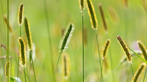istock Bunch of tall grass with a single stalk in the middle 2229492292