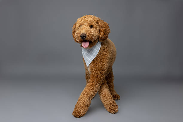istock Poodle Mix Standing with Crossed Paws 2229492355