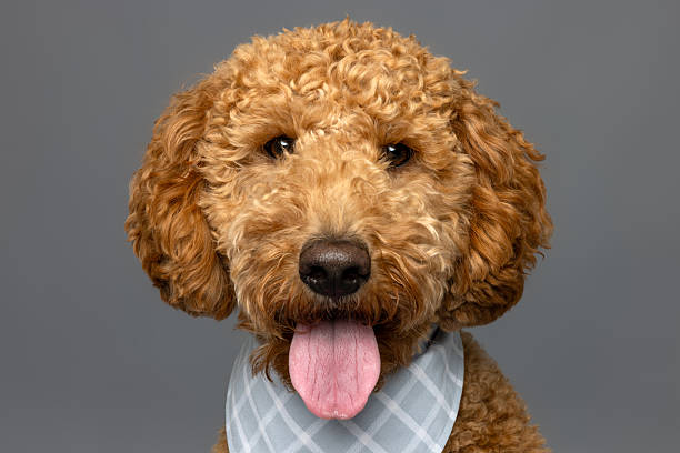 istock Curly Apricot Poodle Mix with Blue Bandana 2229492357
