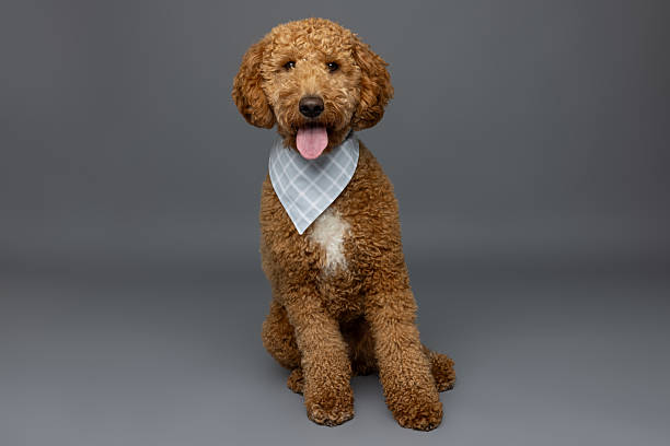 istock Apricot Poodle Mix Sitting in Studio 2229492358