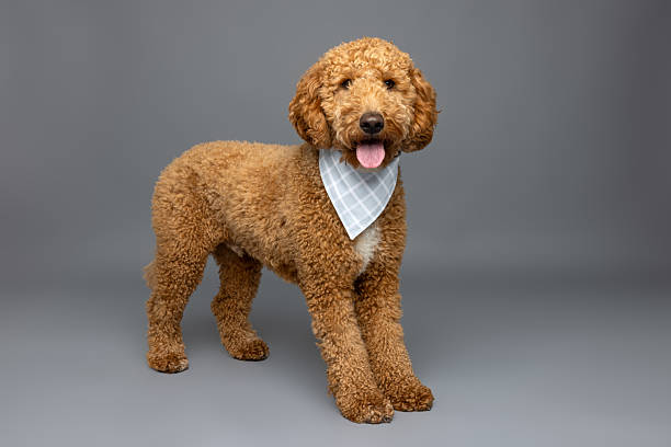istock Apricot Poodle Mix Wearing Bandana 2229492360