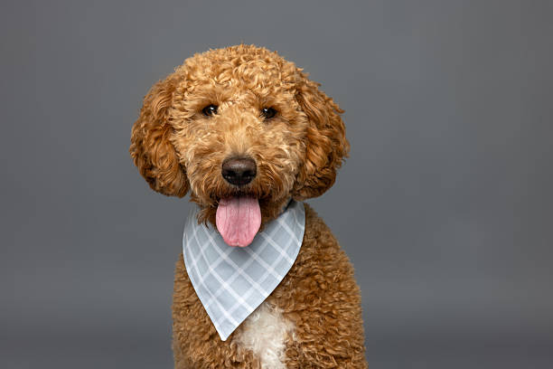istock Apricot Poodle Mix Close-Up with Bandana 2229492361