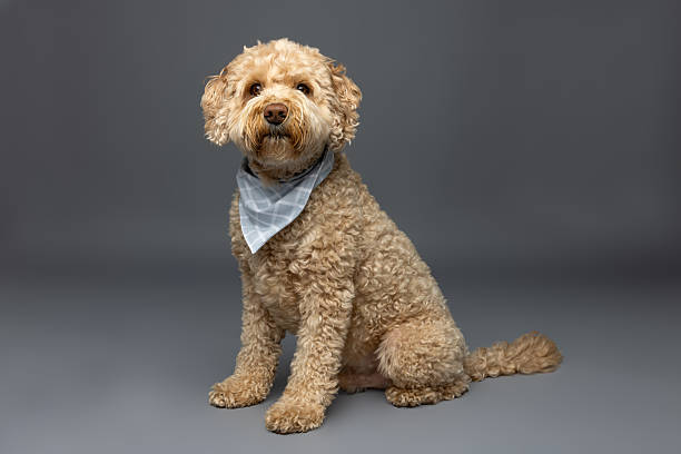 istock Curly Apricot Dog Sitting with Blue Bandana 2229492367