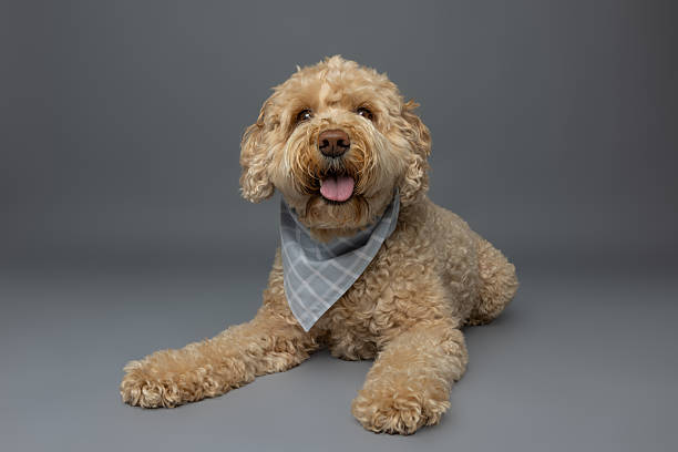 istock Relaxed Curly Dog in Blue Plaid Bandana 2229492368