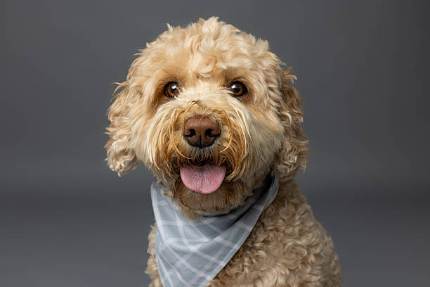 istock Apricot Curly Dog with Blue Plaid Bandana 2229492369