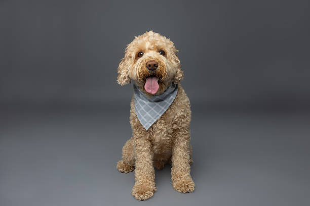 istock Cute Curly Dog with Blue Plaid Bandana 2229492371