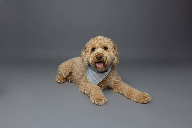 istock Curly Dog Lying Down in Blue Plaid Bandana 2229492373