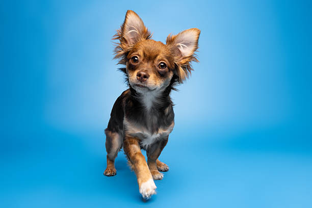 Curious Chihuahua on Blue Background