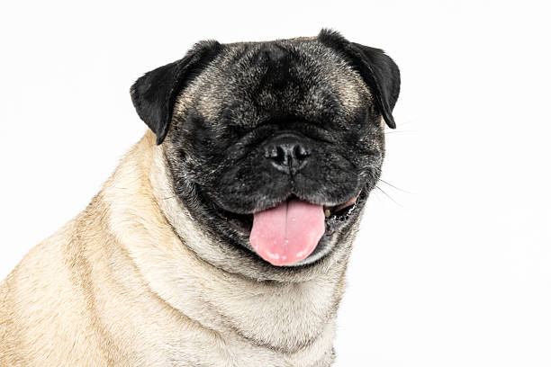 Close-up of a happy fawn-colored pug with tongue out, posing against a clean white studio backdrop.