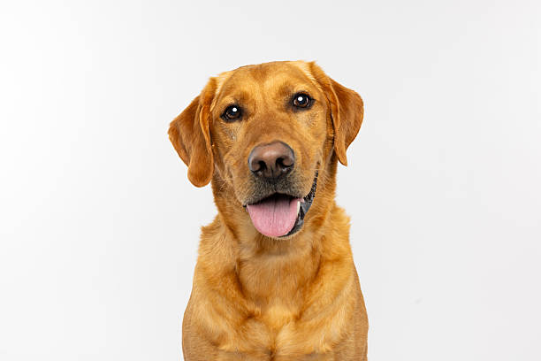 istock Golden Labrador Retriever on White Background 2229492480