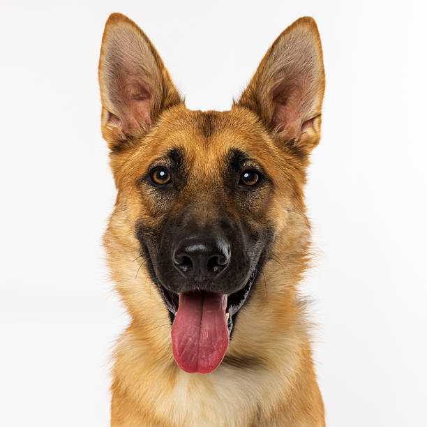 istock German Shepherd Dog with Tongue Out 2229492502