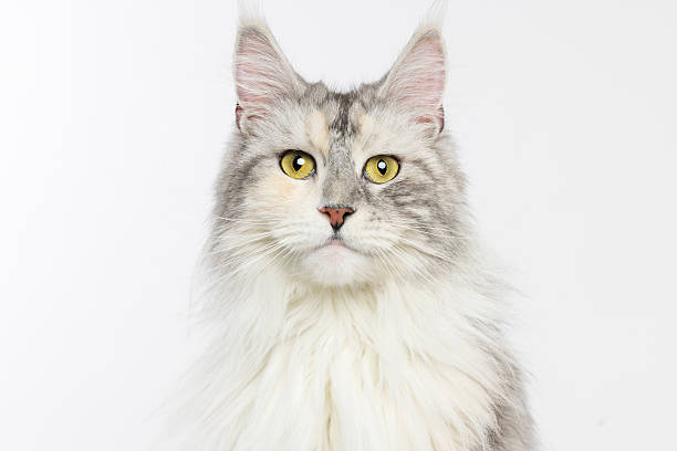 istock Majestic Maine Coon Cat Portrait 2229492504