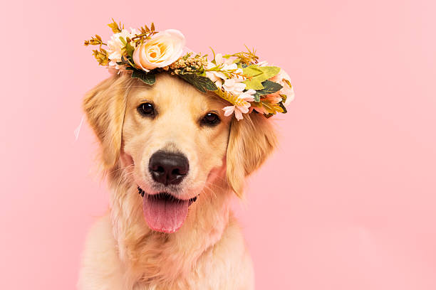 istock Golden Retriever Wearing Flower Crown 2229492740
