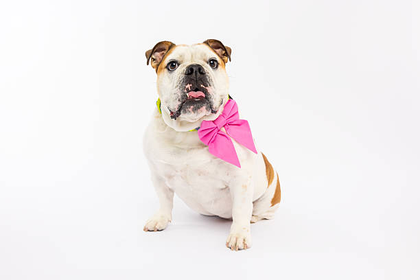 istock Bulldog Sitting with Pink Bow 2229492749