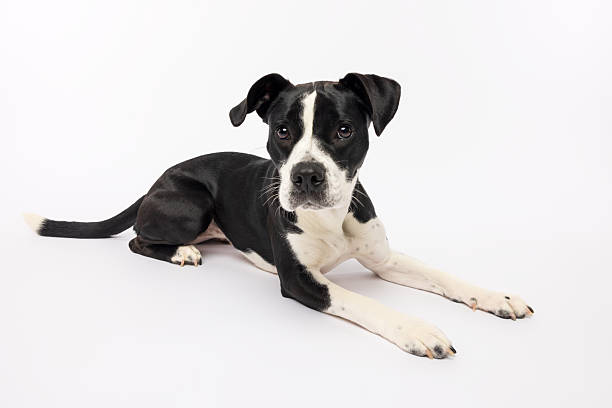 istock Black and White Dog Resting on White Background 2229492755
