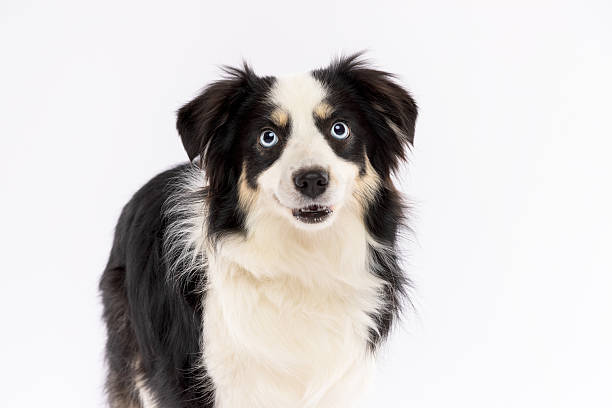 istock Border Collie with Blue Eyes on White Background 2229492768