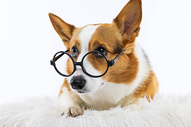 istock Corgi Wearing Round Glasses 2229492812