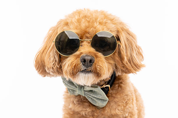 istock Stylish Toy Poodle in Sunglasses 2229492839