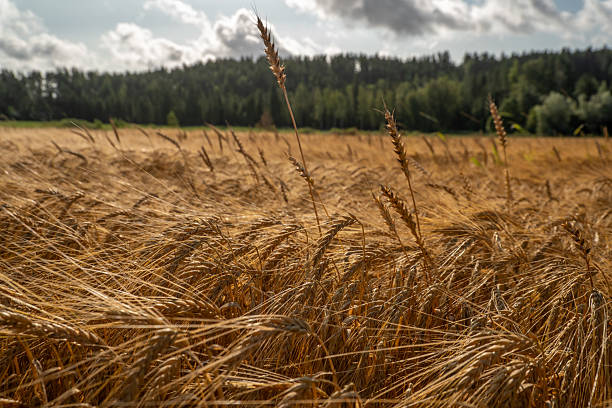 Golden Wheat Field Swaying Gently in the Warm Summer Breeze