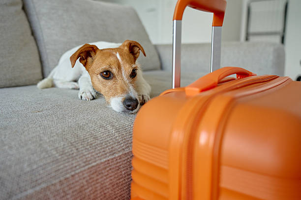 istock Small dog lying on couch near orange suitcase 2229496676