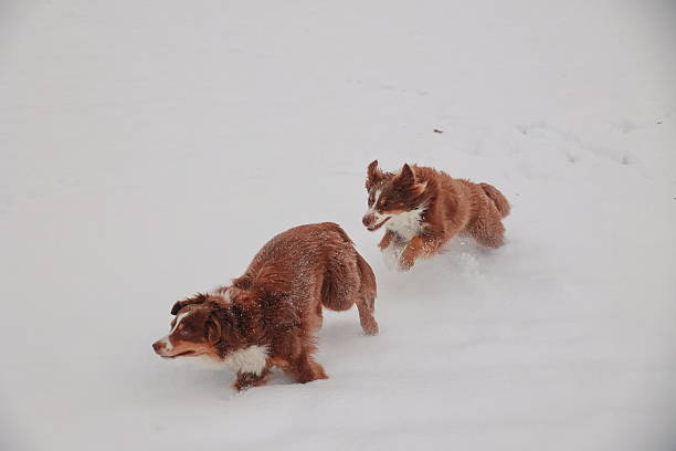 istock Two dogs are running in the snow 2229497108
