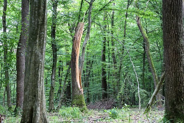 Rare sunbeams break through the dense foliage, illuminating a split tree trunk in the center of the composition. Its light wood creates a bright accent among the dark green shades of the forest, adding a mysterious atmosphere.