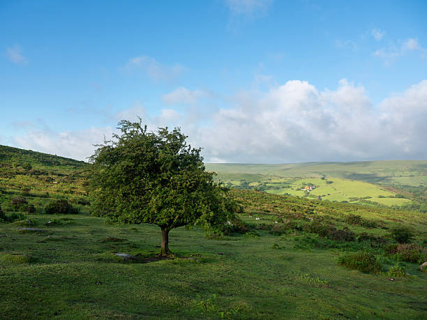 national park dartmoor in the UK is a wonderful nature reserve with hills, tors and wild nature