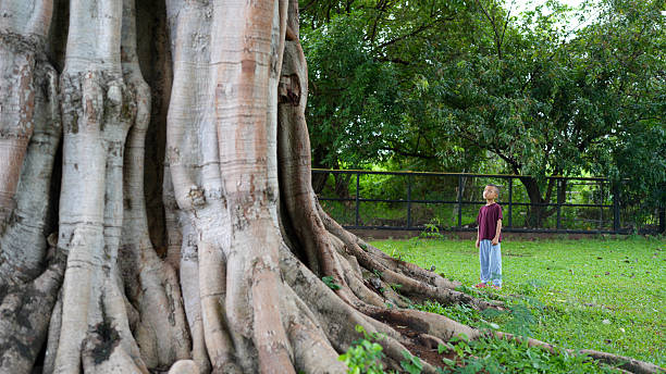 istock Child stands in awe before large tree, gazing up at its massive trunk and sprawling roots. scene captures moment of wonder in lush green environment, highlighting beauty of nature 2229501934