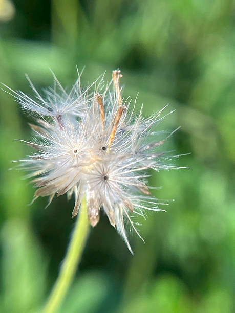 istock Close-up of white flowers 2229504291