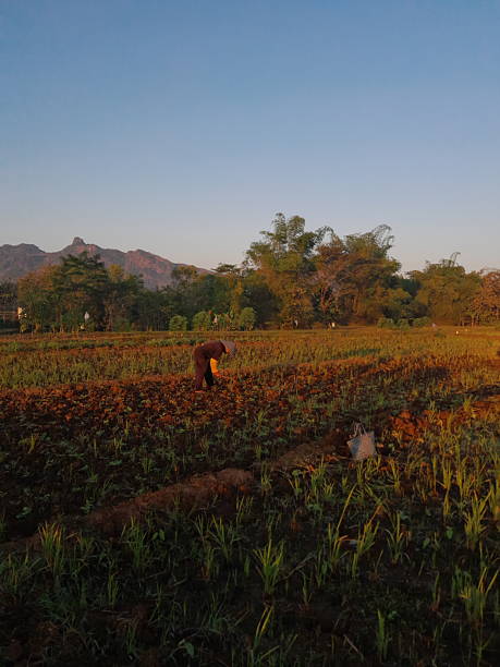 istock rice paddy field in the morning 2229505778