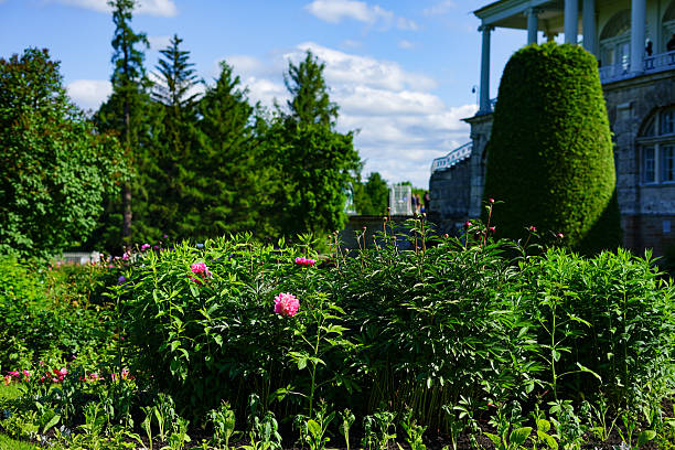 Garden with pink flowers and building