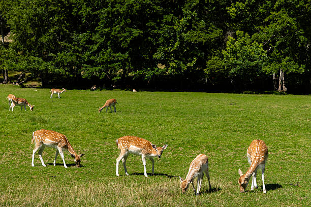 Group of fallow deer grazing in green field near forest on sunny summer day
