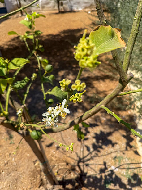 Lemon tree flowers