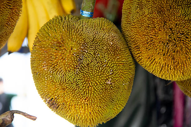 Buah tarap or terap, hanging for sell. (Species: Artocarpus odoratissimus) is a fruit native to Borneo. Also known as \