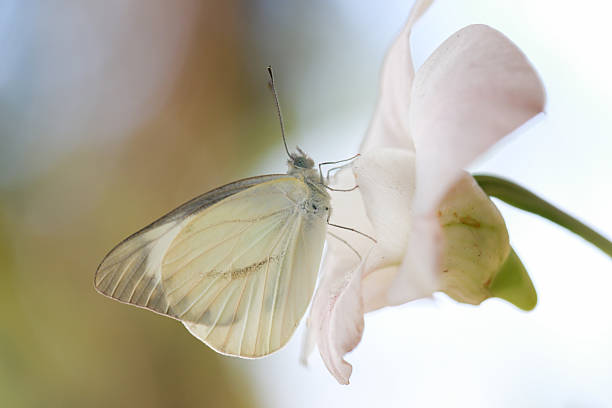 istock A beautiful white cabbage butterfly with delicate wings rests on a yellow flower in a summer garden 2229511330