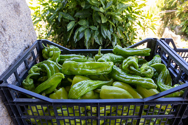istock A basket full of green peppers 2229512076