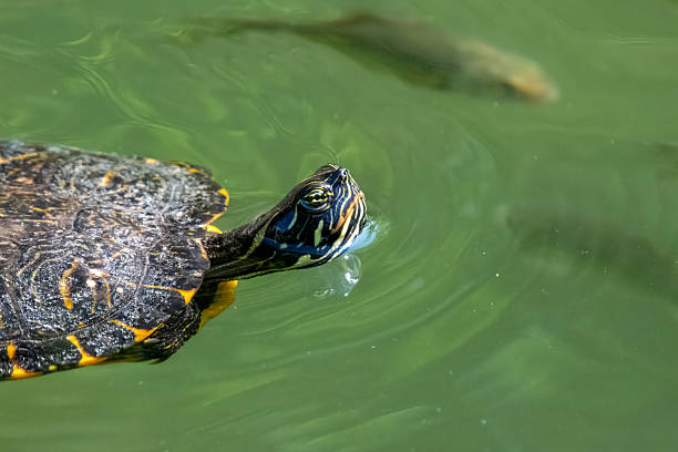 istock A turtle swims in the pond. 2229512243