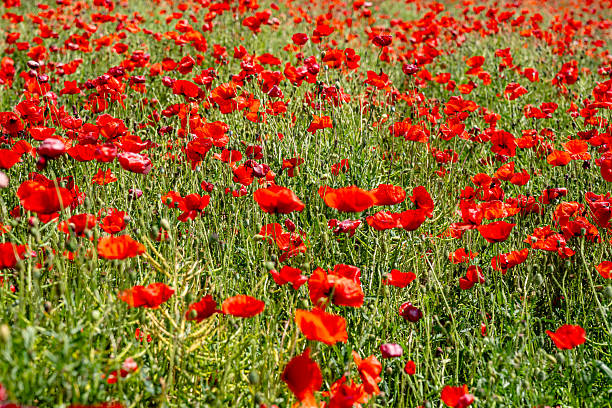 istock red poppies on restored farm field 2229512911