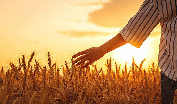 istock Female hand gently touching cereal crop ears in field at sunset 2229513292