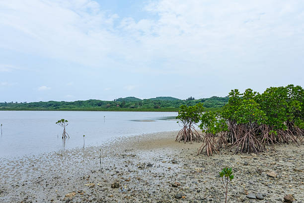istock Mangrove forests on Kohama Island 2229514602