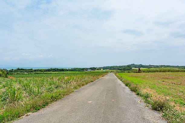 Kohama Island's Sugar Road is lined with sugarcane fields on both sides