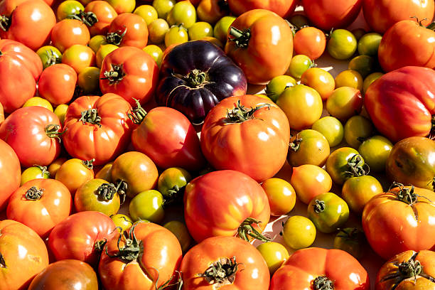 istock A bunch of tomatoes of different colors and sizes 2229514748